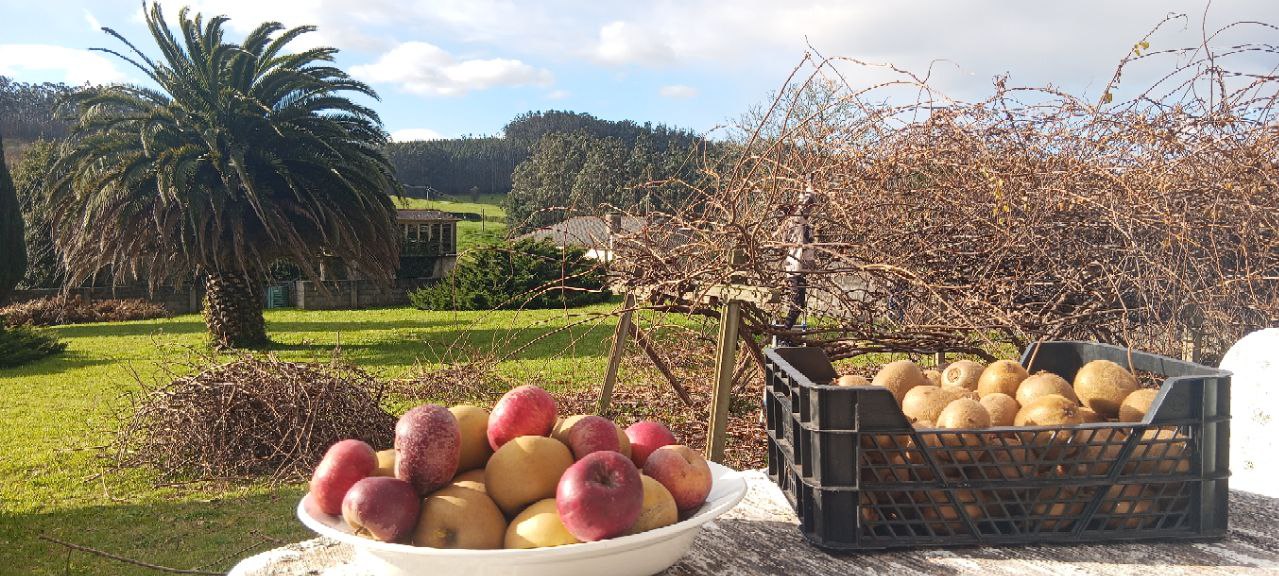 Cosecha de manzana reineta, sangre de toro y kiwi en la finca de Jorge, Cedeira