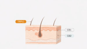Sistema endocannabinoide cutáneo